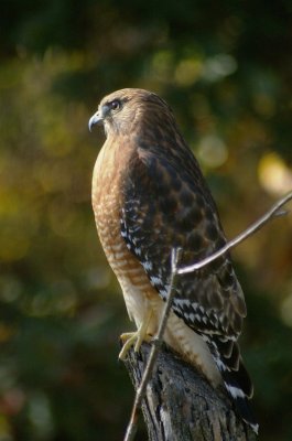 autumnhawk4594.JPG