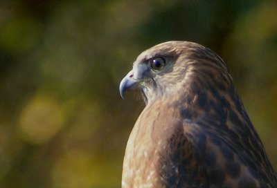 autumnhawk4604.JPG