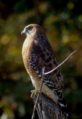 autumnhawk4605.JPG