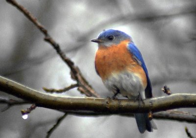 bluebird 4278.JPG