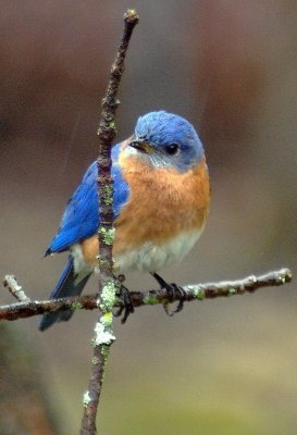 bluebird 4299.JPG