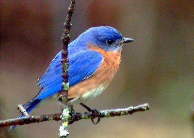 bluebird 4307.JPG