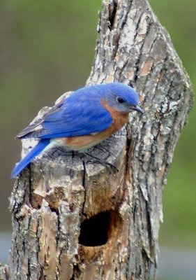 bluebird 4364.JPG