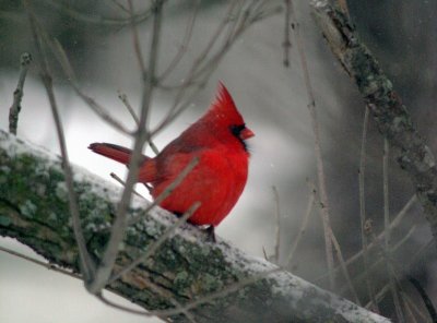 cardinal a.JPG