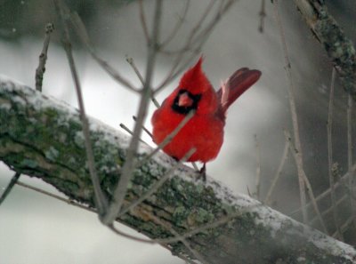 cardinal b.JPG