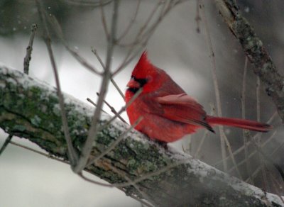 cardinal c.JPG
