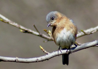 female bluebird 4330t.JPG