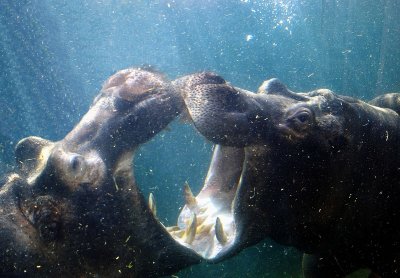 hippo games.JPG