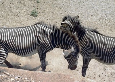 horseplay.JPG
