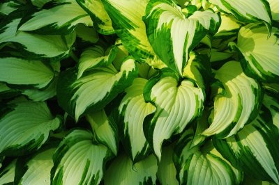 hosta.JPG