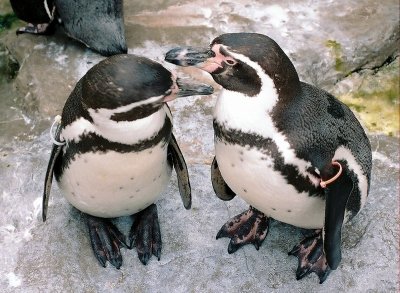 penguin pair.JPG