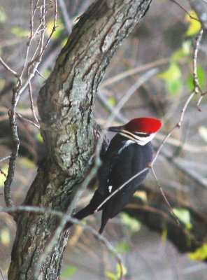 pileated.JPG