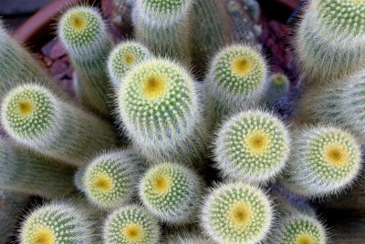 pincushion1.JPG