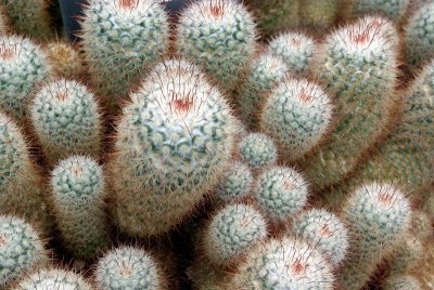 pincushion2.JPG