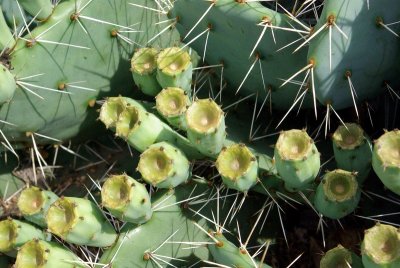 prickly fruit.JPG