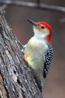 redbellied 0175.JPG