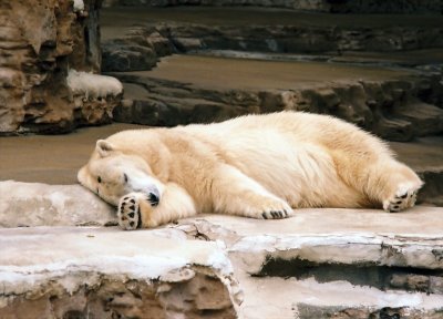 soft sleeperr.JPG
