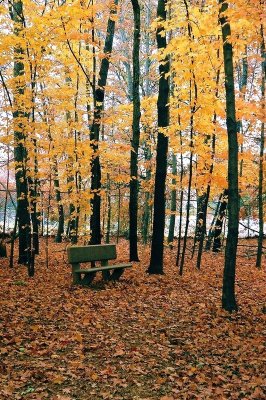 solitary bench.JPG