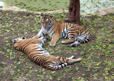 two tigers.JPG