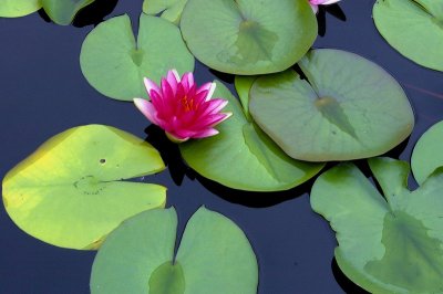 waterlily 9920.JPG