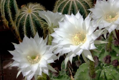 white blooms.JPG