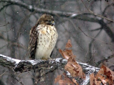 winter hawk.JPG