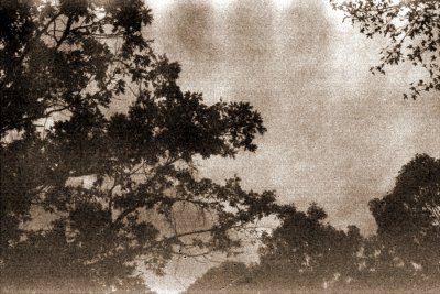 t.JPG