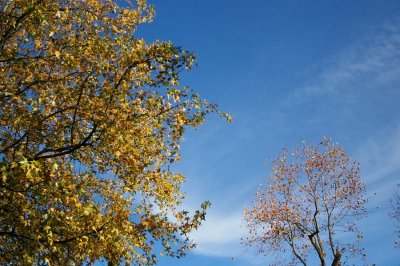 Backyard Autumn 2