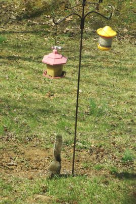 New Squirrel Feeder?