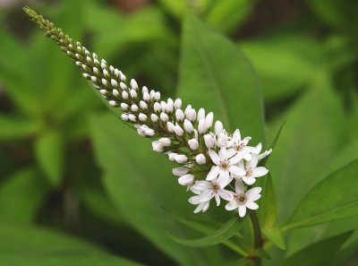 Not Weeds