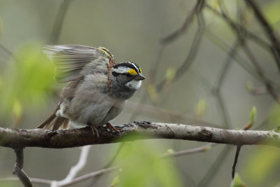 white-throated_sparrow