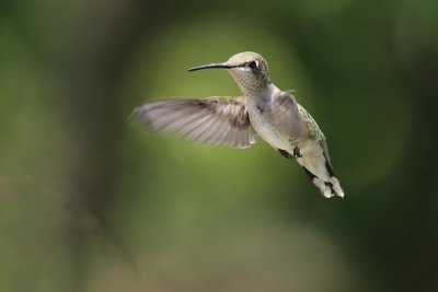 IMG_4512____2.jpg