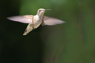 IMG_4557____2.jpg