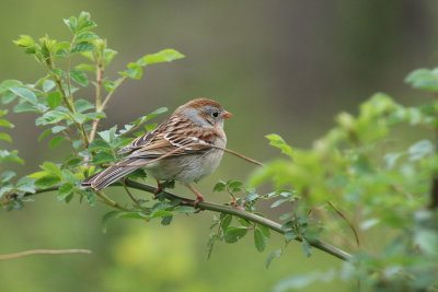 field_sparrow