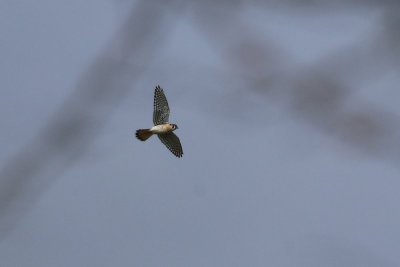 american_kestrel