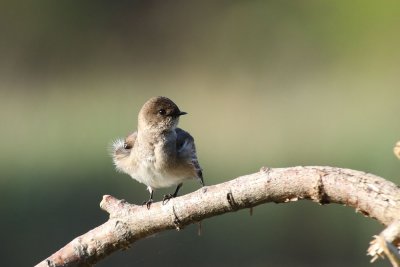 northern_rough-winged_swallow