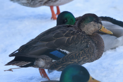 Hybride Canard colvert x Canard noir