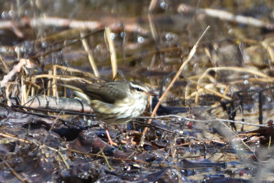 Paruline hochequeue