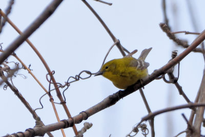 Paruline des pins