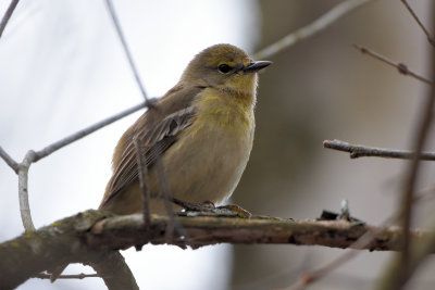 Paruline des pins