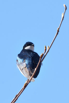 Hirondelle bicolore