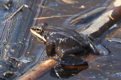 Grenouille des bois