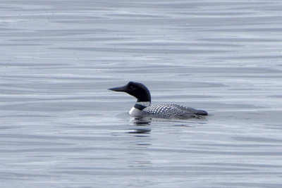 Plongeon huard