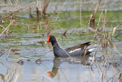 Gallinule d'Amrique