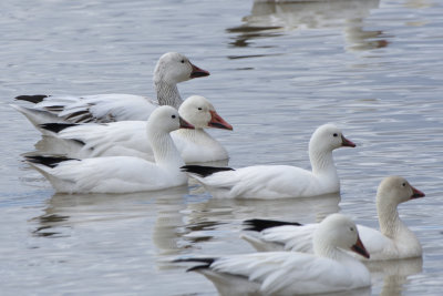 Oie de Ross et Oie des neiges