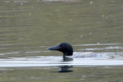 Plongeon huard