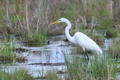 Grande Aigrette