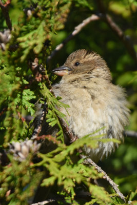 Moineau domestique