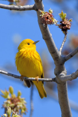 Paruline jaune