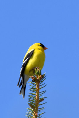 Chardonneret jaune